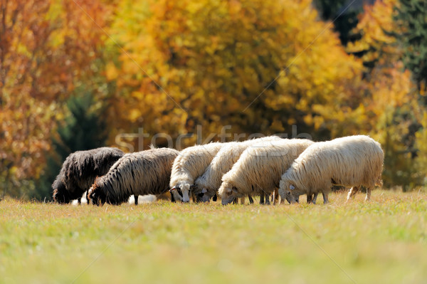  Sheep on a field Stock photo © byrdyak