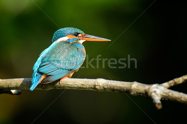 Albastru pescarus pasăre frumos ramură apă Imagine de stoc © byrdyak