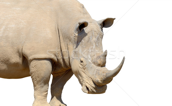 Africano branco rinoceronte isolado bebê cara Foto stock © byrdyak