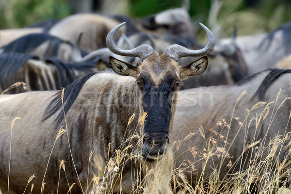 Parku Kenia Afryki świetle niebieski Zdjęcia stock © byrdyak