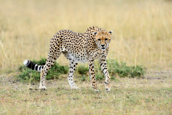 Geparden african schönen säugetier Tier Stock foto © byrdyak
