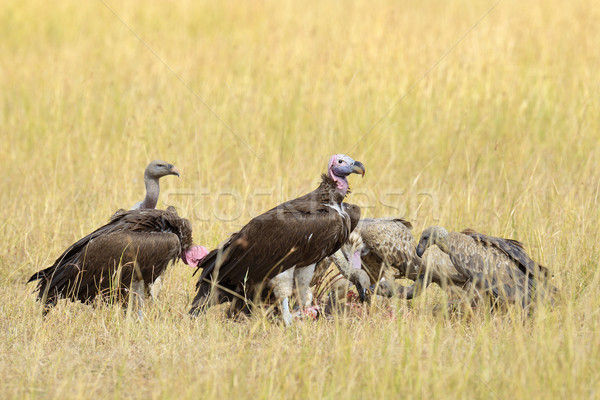 Vulture feeding on a kill Stock photo © byrdyak