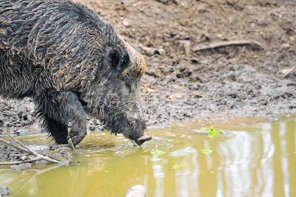 Wild boar Stock photo © byrdyak