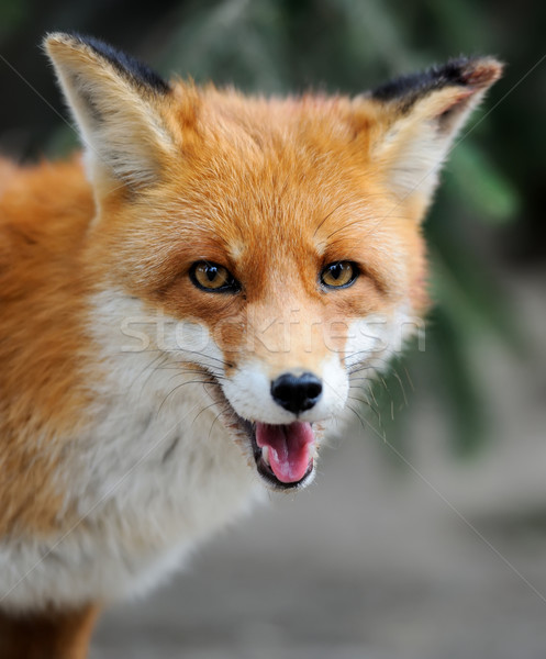 Rot Fuchs Porträt Natur Frühling Stock foto © byrdyak