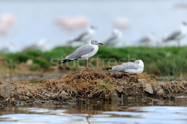 Grey-Headed Gulls (Larus cirrocephalus) Stock photo © byrdyak