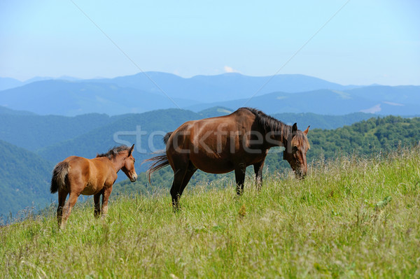 Horse in mountain Stock photo © byrdyak