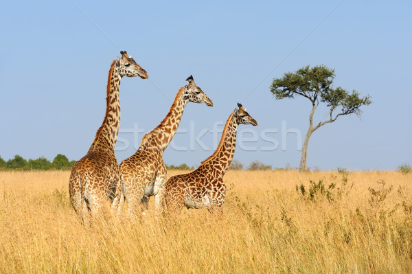 жираф парка Кения саванна Африка глаза Сток-фото © byrdyak