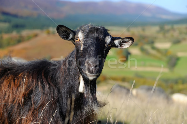 Goat in mountain. Autumn season Stock photo © byrdyak