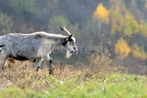 Goat Stock photo © byrdyak