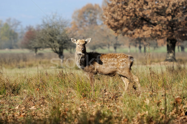 Deer Stock photo © byrdyak