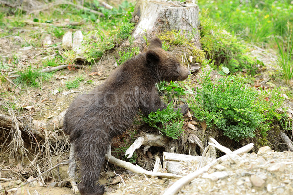 Niedźwiedź brunatny lasu wygaśnięcia lata ponosi Zdjęcia stock © byrdyak