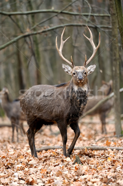 Deer Stock photo © byrdyak