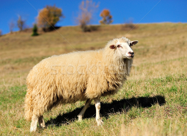 Moutons domaine automne visage ferme jeunes Photo stock © byrdyak