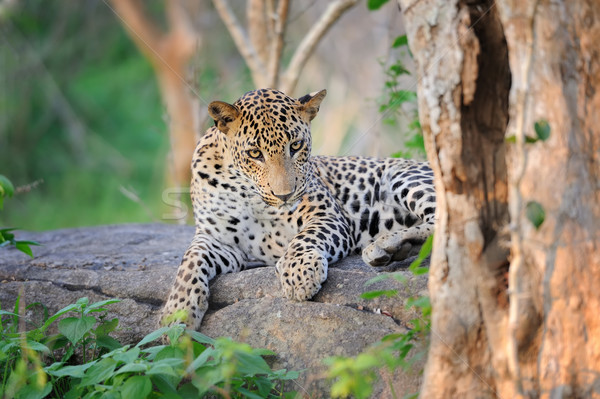 Leopardo ilha Sri Lanka olho cara Foto stock © byrdyak