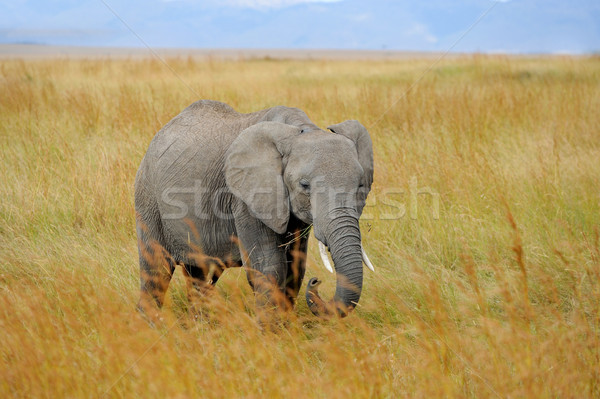 Elefánt park Kenya Afrika baba fű Stock fotó © byrdyak