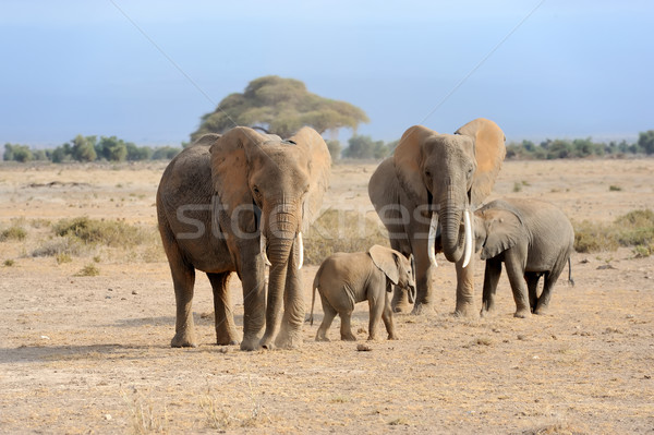 слон парка Кения большой Африка ребенка Сток-фото © byrdyak