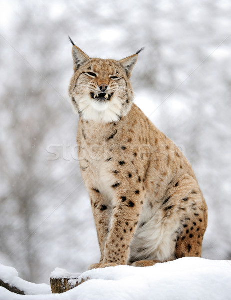 Lynx in winter Stock photo © byrdyak