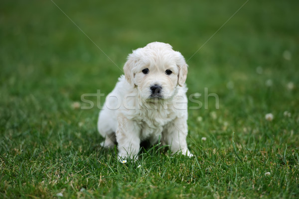 Baby pasterz posiedzenia zielone dywan młodych Zdjęcia stock © byrdyak