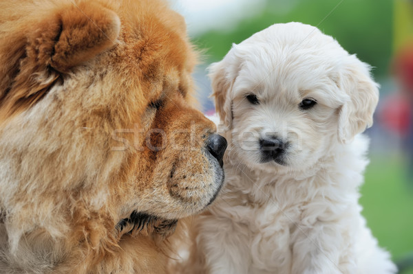 Baby swiss shepherd and brown chow chow Stock photo © byrdyak