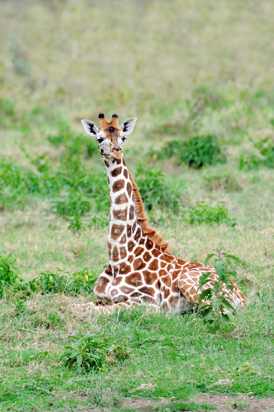 Girafă tineri rezerva Kenia cer Imagine de stoc © byrdyak