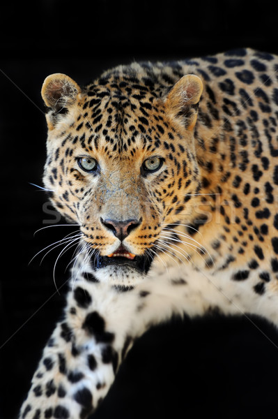 Stok fotoğraf: Leopar · portre · karanlık · Afrika · siyah