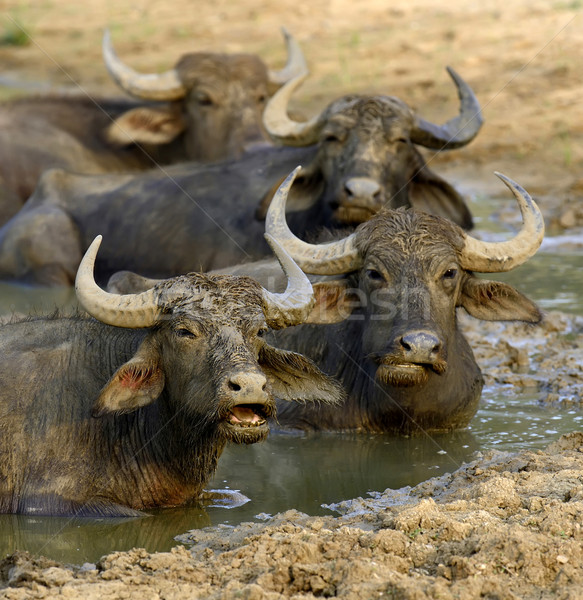 Víz fürdik tó Sri Lanka természet tehén Stock fotó © byrdyak
