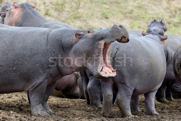 Hippo family (Hippopotamus amphibius) Stock photo © byrdyak