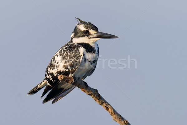 Pescarus ramură Kenia Africa masca negru Imagine de stoc © byrdyak