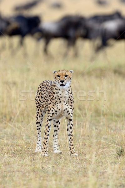 çita Afrika güzel memeli hayvan Stok fotoğraf © byrdyak