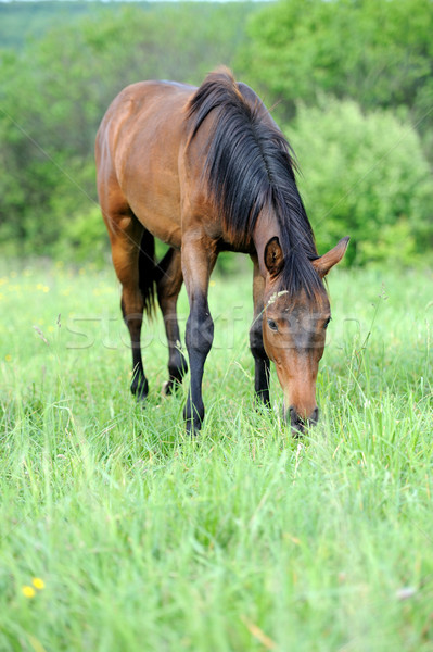 Horse Stock photo © byrdyak