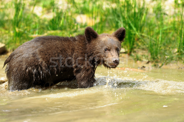 Brown bear cub Stock photo © byrdyak