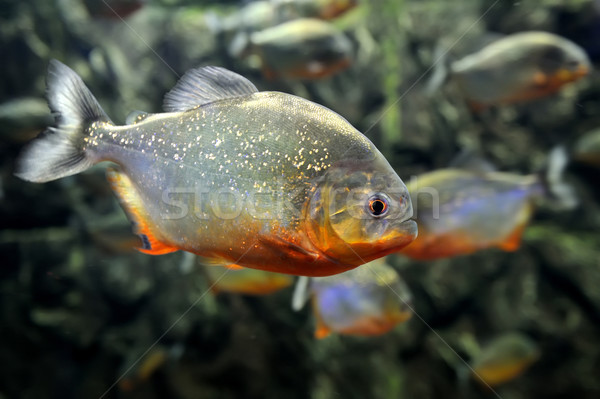 Tropical piranha fishes Stock photo © byrdyak
