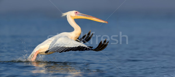 Great white pelican Stock photo © byrdyak