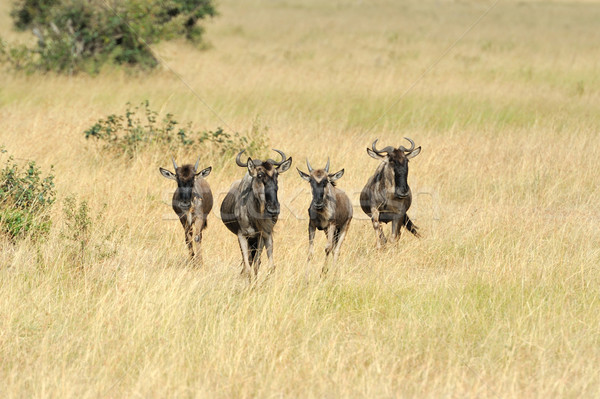 Wildebeest Stock photo © byrdyak