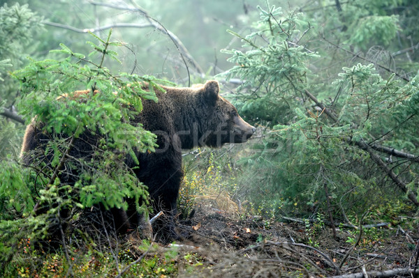 Orso bruno giovani selvatico foresta albero natura Foto d'archivio © byrdyak