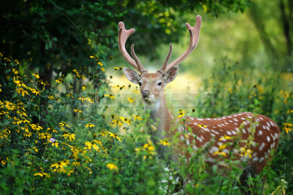 Whitetail deer Stock photo © byrdyak