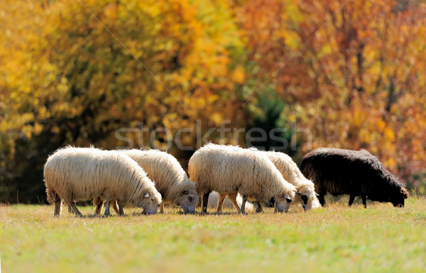 Stock photo:  Sheep on a field