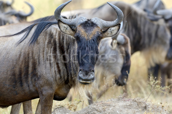 Wildebeest Stock photo © byrdyak