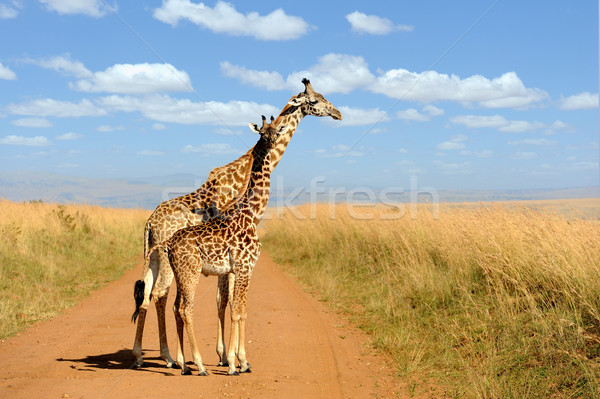 Foto stock: Girafa · parque · Quênia · África · olho · cara