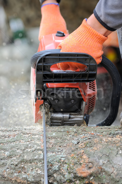  Chainsaw and tree Stock photo © byrdyak