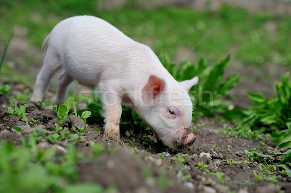 小豬 春天 綠草 農場 食品 嬰兒 商業照片 © byrdyak