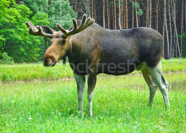 Moose Stock photo © byrdyak