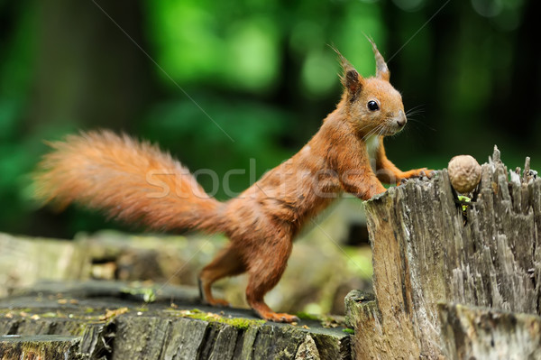 Stock photo: Squirrel with nuts