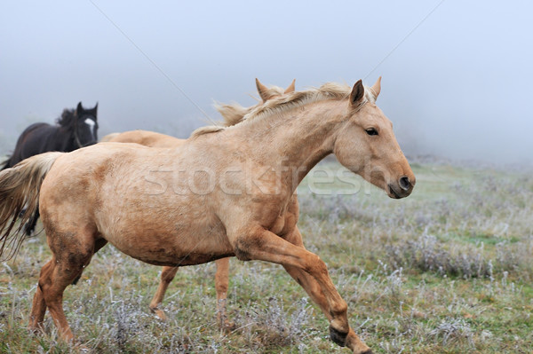 Stock photo: Horse