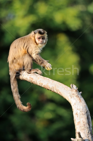 Capuchin monkey Stock photo © byrdyak