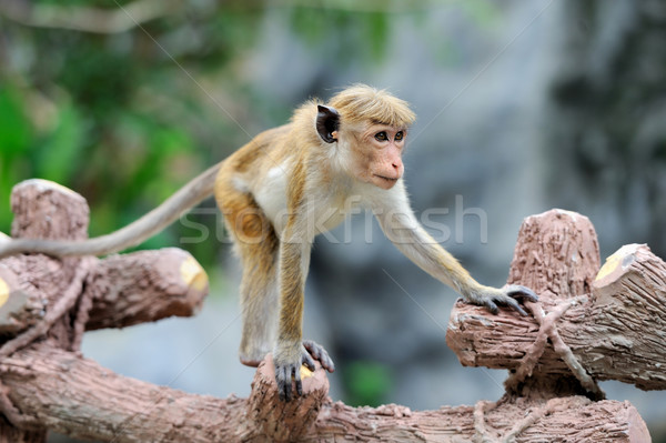 Małpa życia charakter kraju Sri Lanka baby Zdjęcia stock © byrdyak