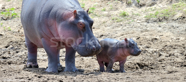 Hippo family Stock photo © byrdyak