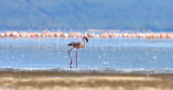Flamingos on lake. Kenya, Africa Stock photo © byrdyak