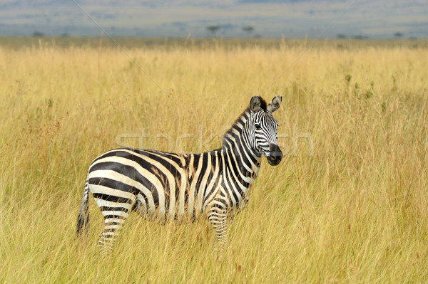 Stock photo: Zebra on grassland in Africa