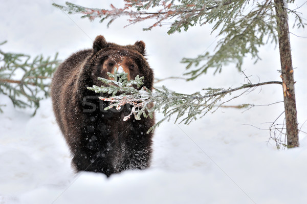 Bear Stock photo © byrdyak